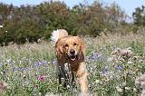 GOLDEN RETRIEVER 159
